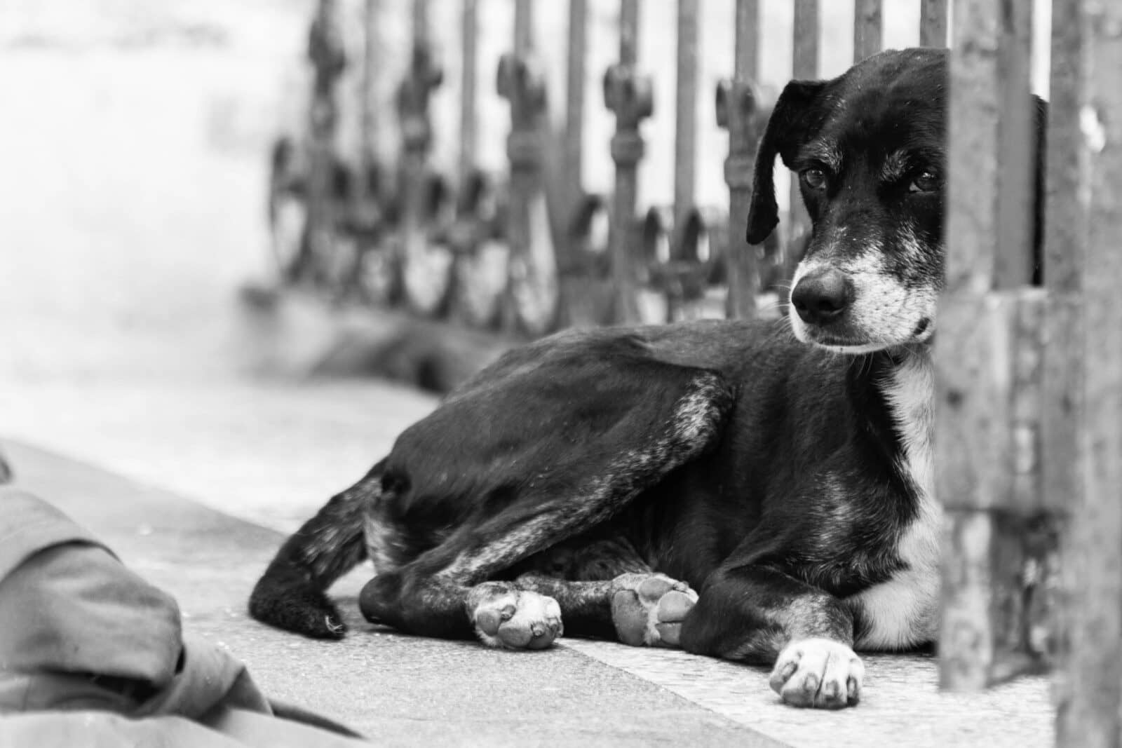 A dog rests behind a fence.