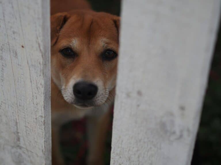 a dog looking at the camera