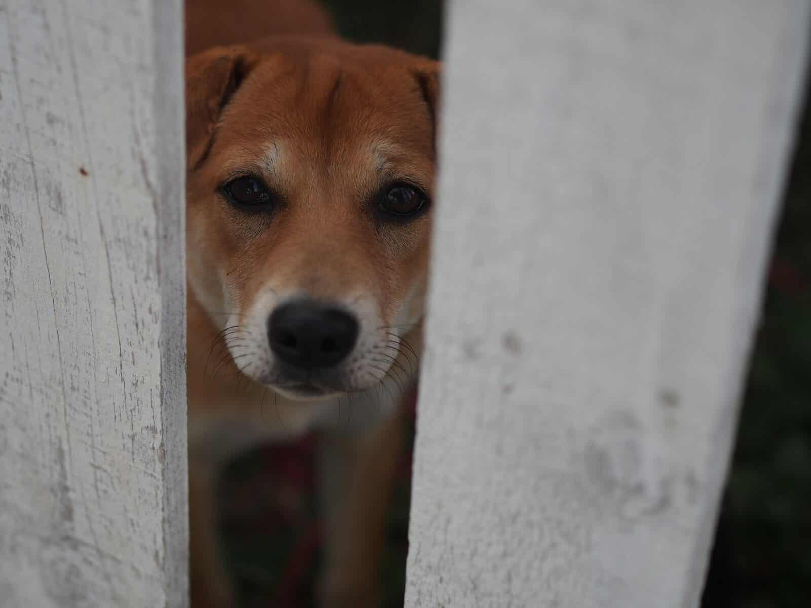 a dog looking at the camera